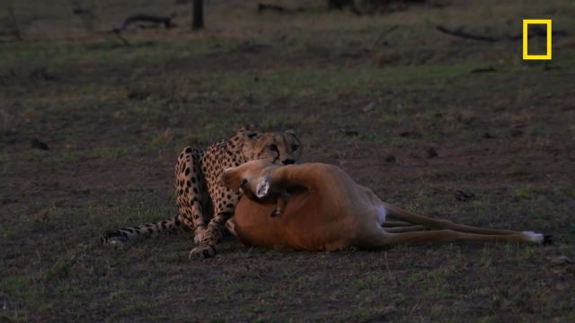 image milieu guepards Man among cheetahs