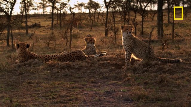 image milieu guepards Man among cheetahs