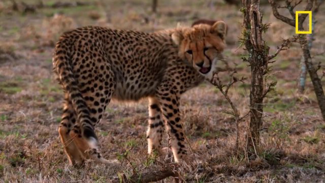 image milieu guepards Man among cheetahs