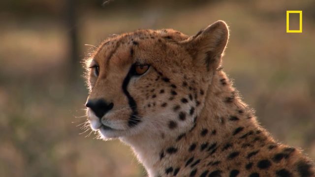 image milieu guepards Man among cheetahs