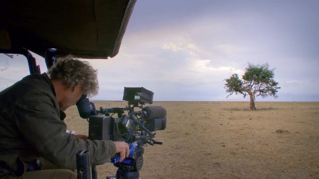 image milieu guepards Man among cheetahs
