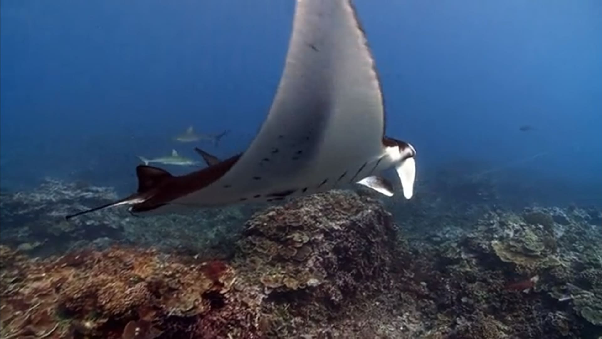Le paradis des requins - Photos et affiches. 8 image paradis requins Journey shark Eden