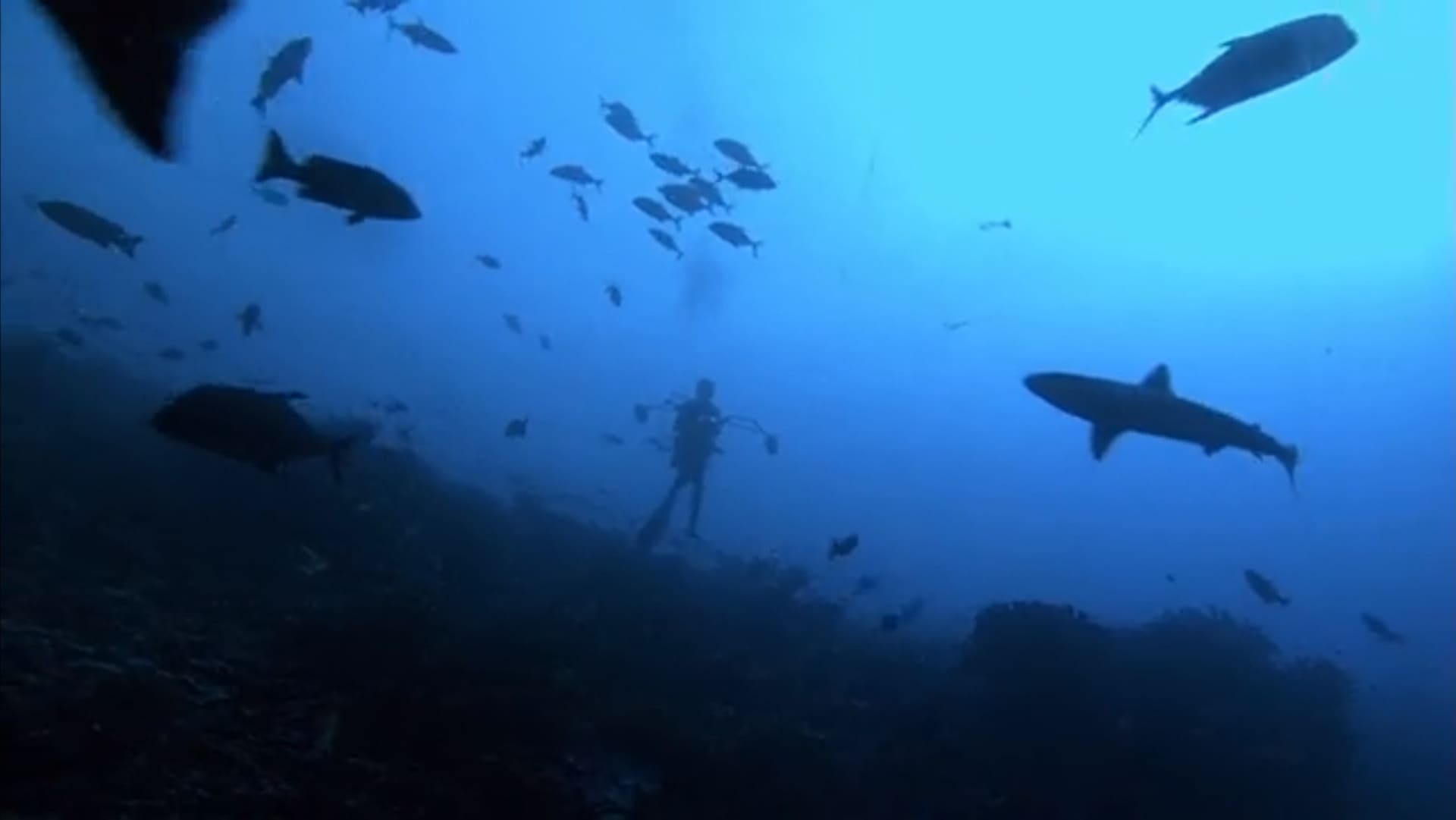 Le paradis des requins - Photos et affiches. 9 image paradis requins Journey shark Eden