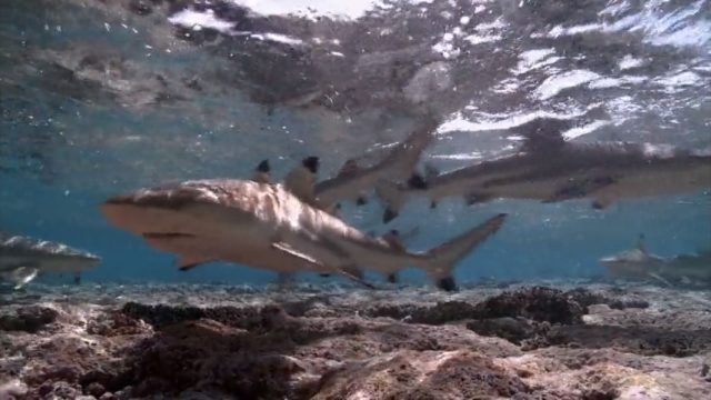 Le paradis des requins. 3 image paradis requins Journey shark Eden