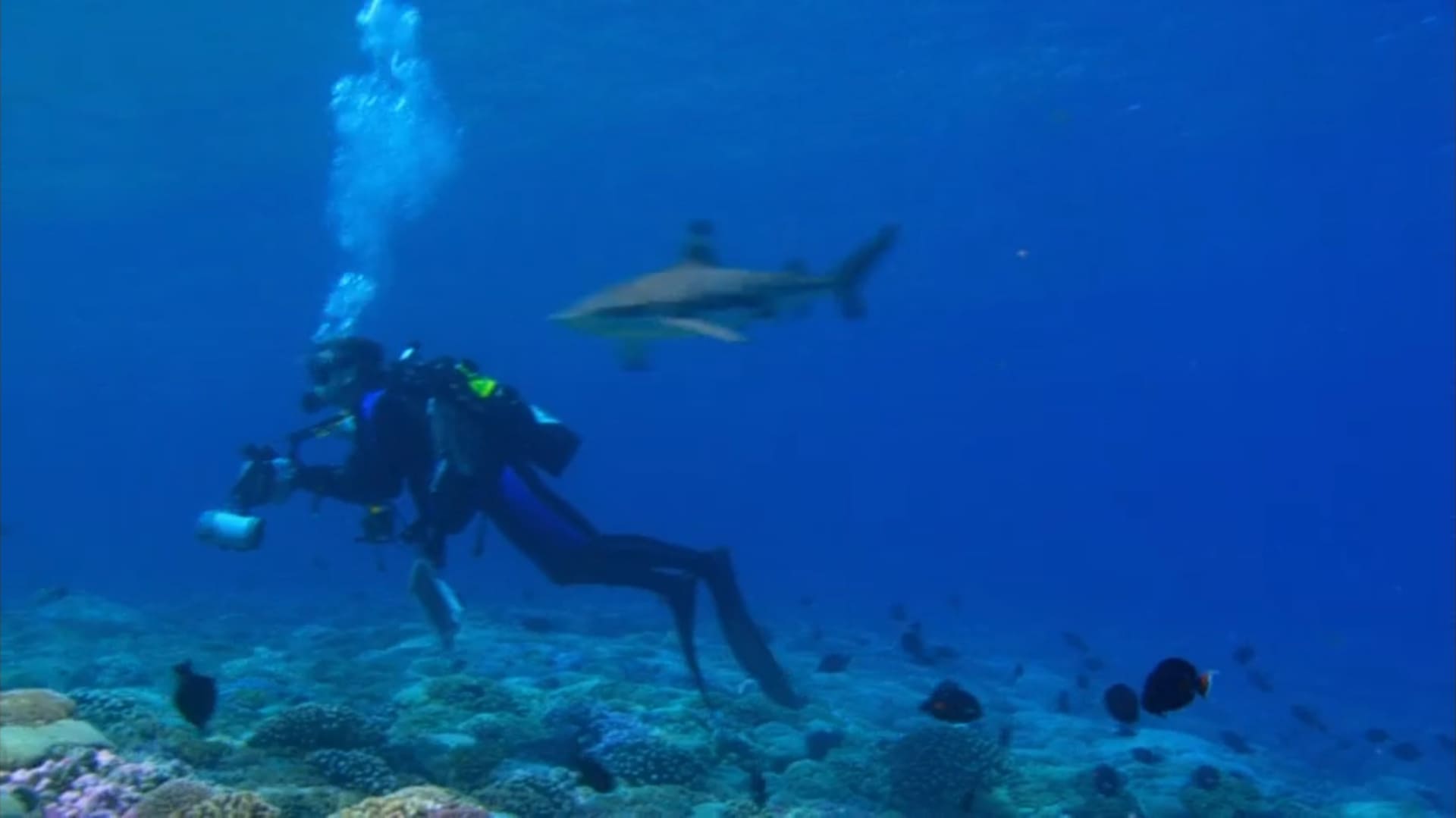 Le paradis des requins - Photos et affiches. 11 image paradis requins Journey shark Eden