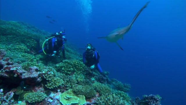 Le paradis des requins. 4 image paradis requins Journey shark Eden