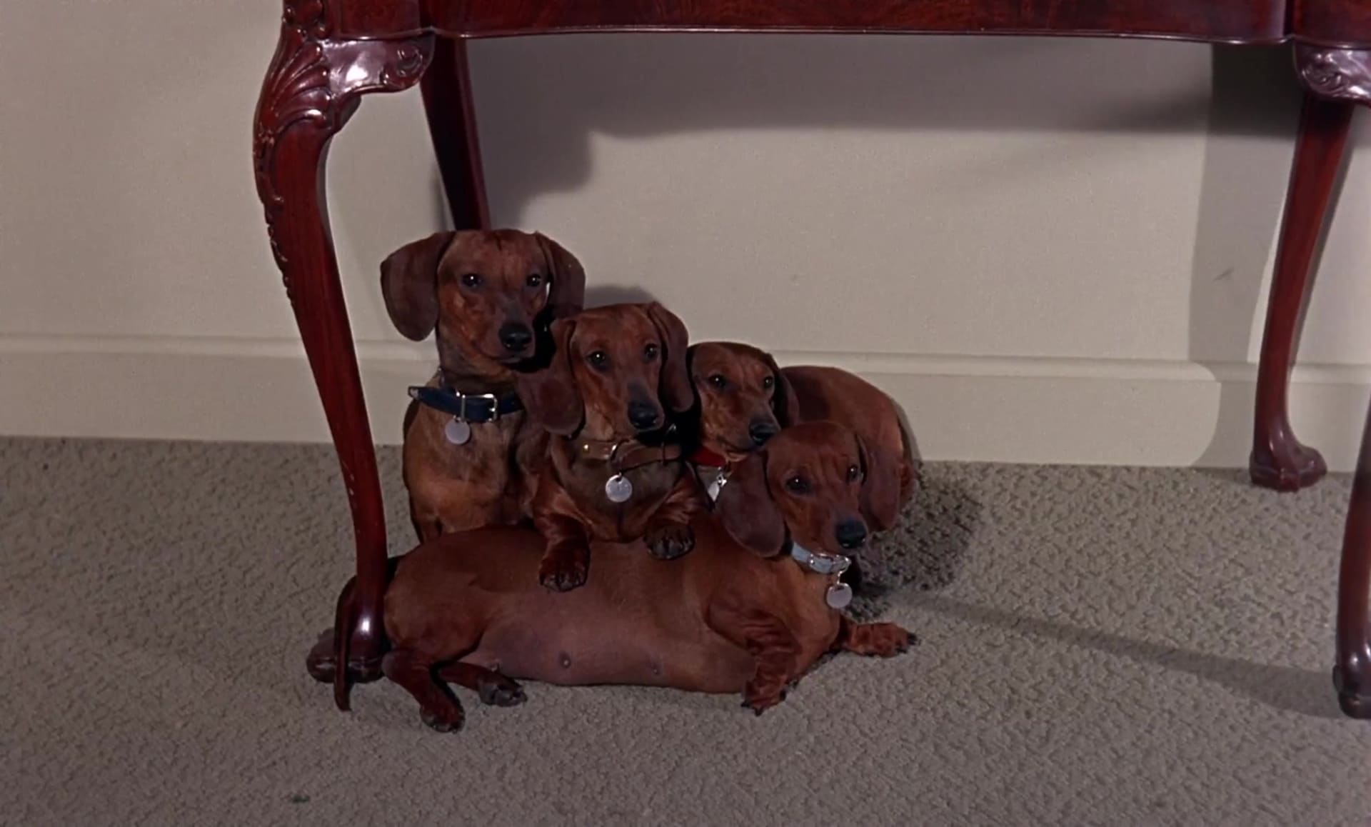 image quatre bassets un danois Ugly Dachshund