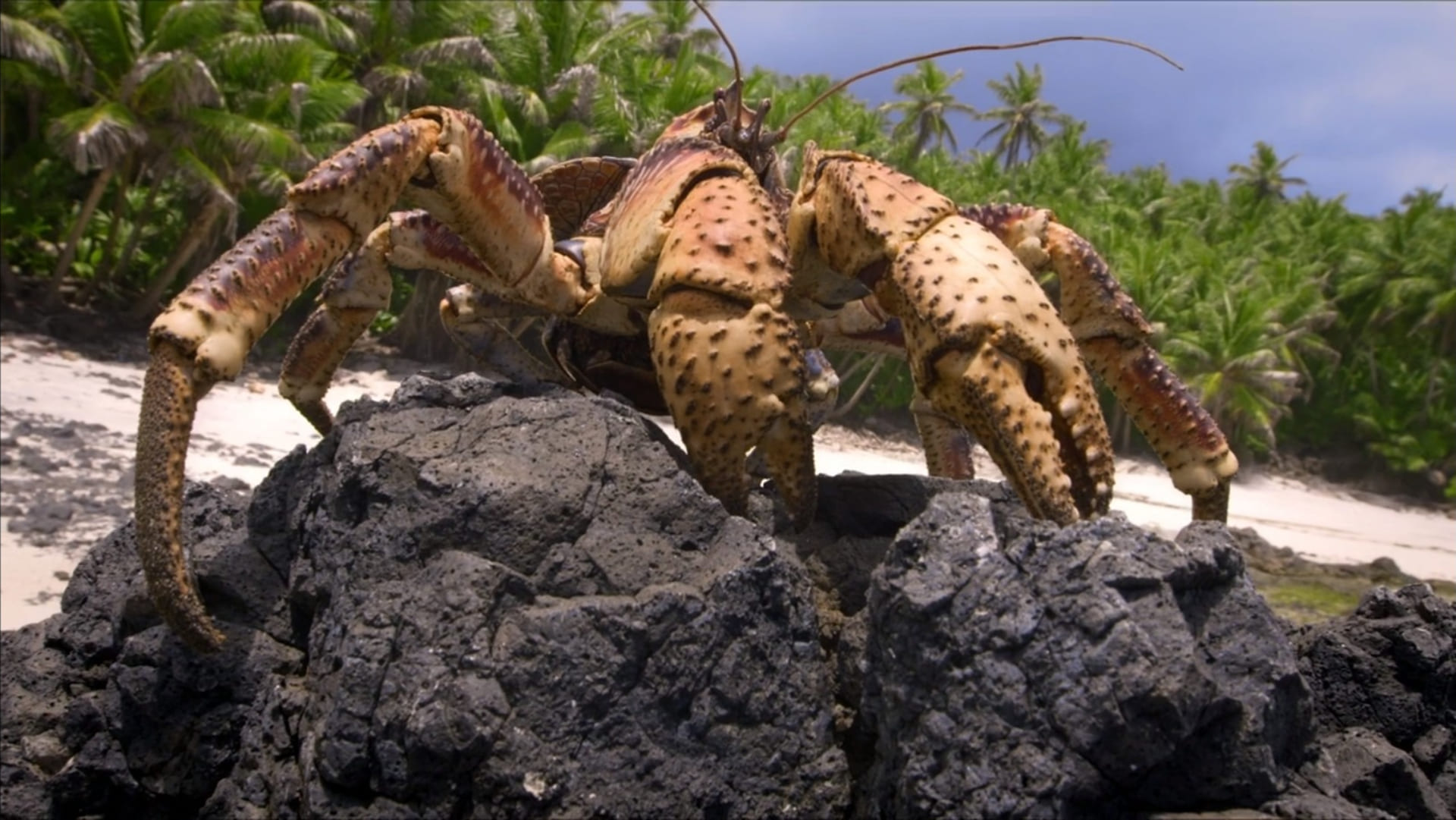 Le royaume du crabe de cocotier - Photos et affiches. 5 image royaume crabe cocotier Realm robber Christmas Island