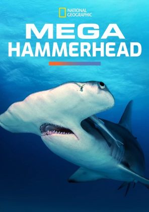 Méga requin-marteau.