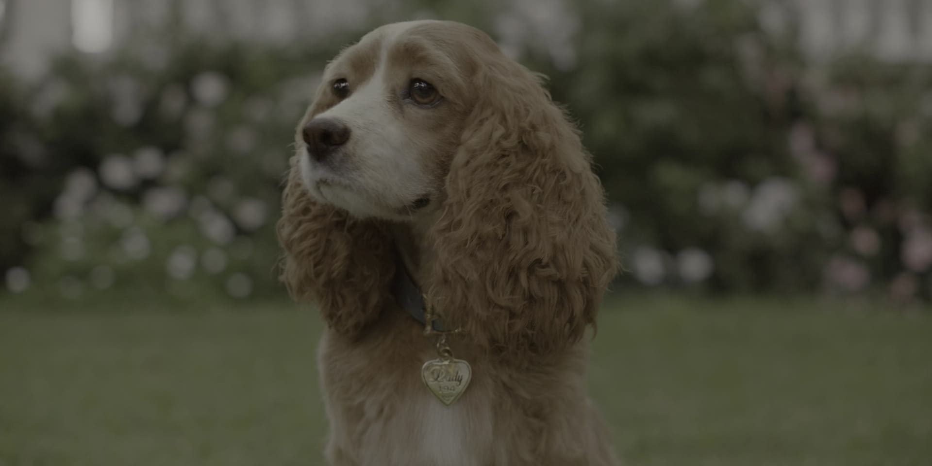 image belle clochard film lady tramp