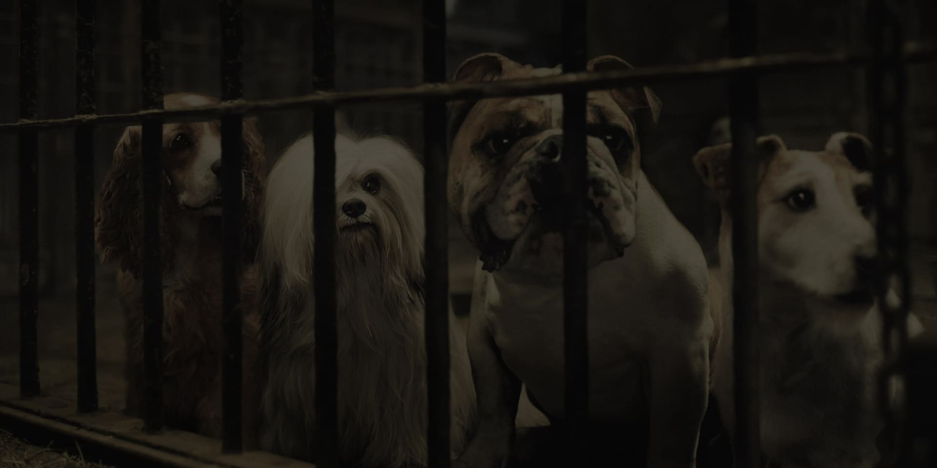 image belle clochard film lady tramp