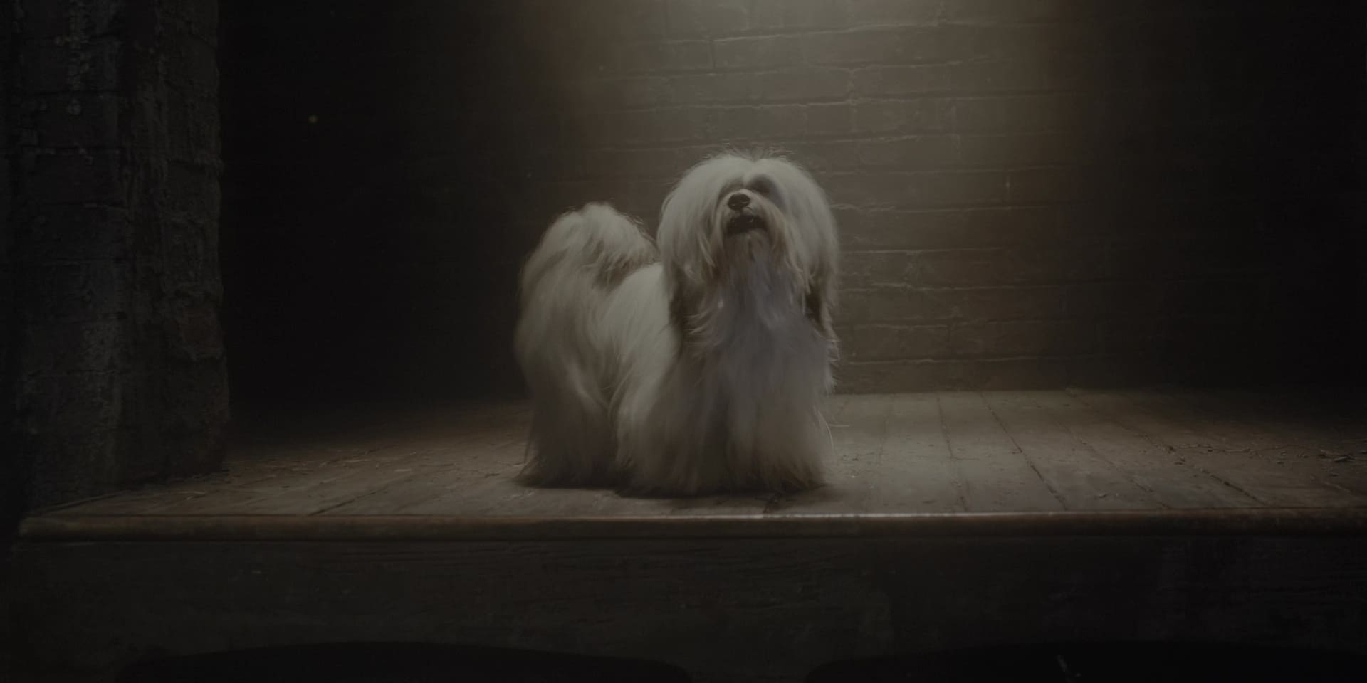 image belle clochard film lady tramp