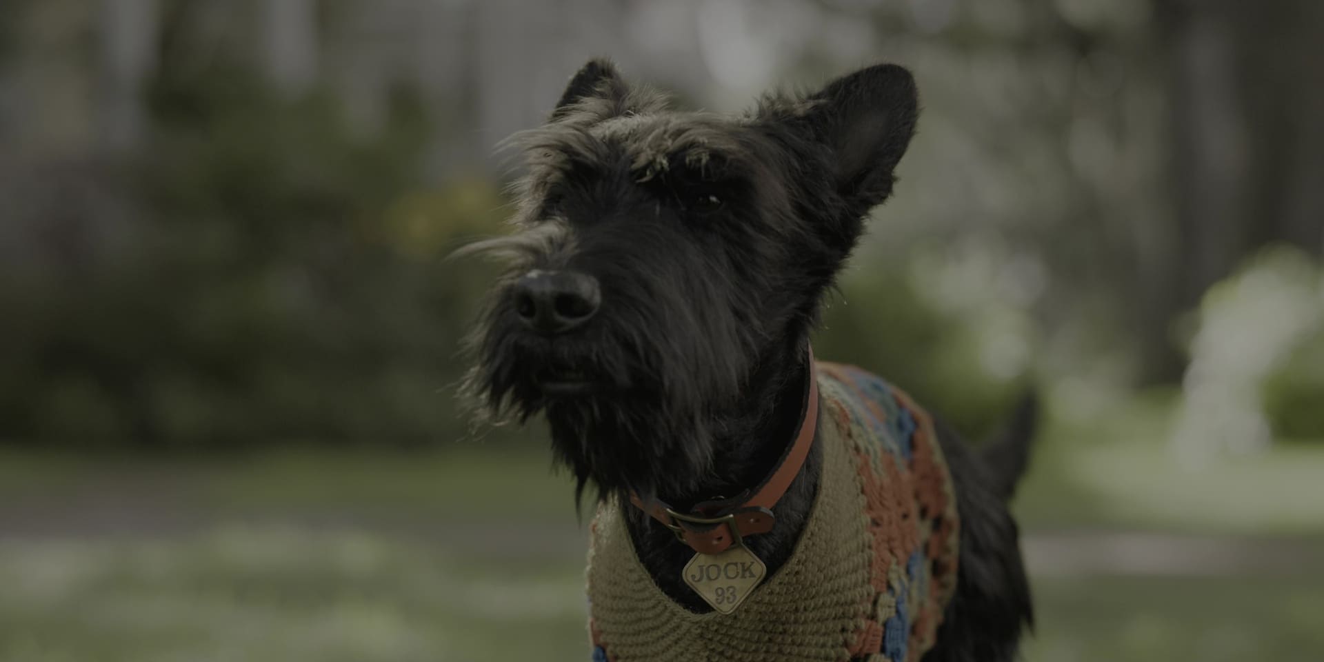image belle clochard film lady tramp