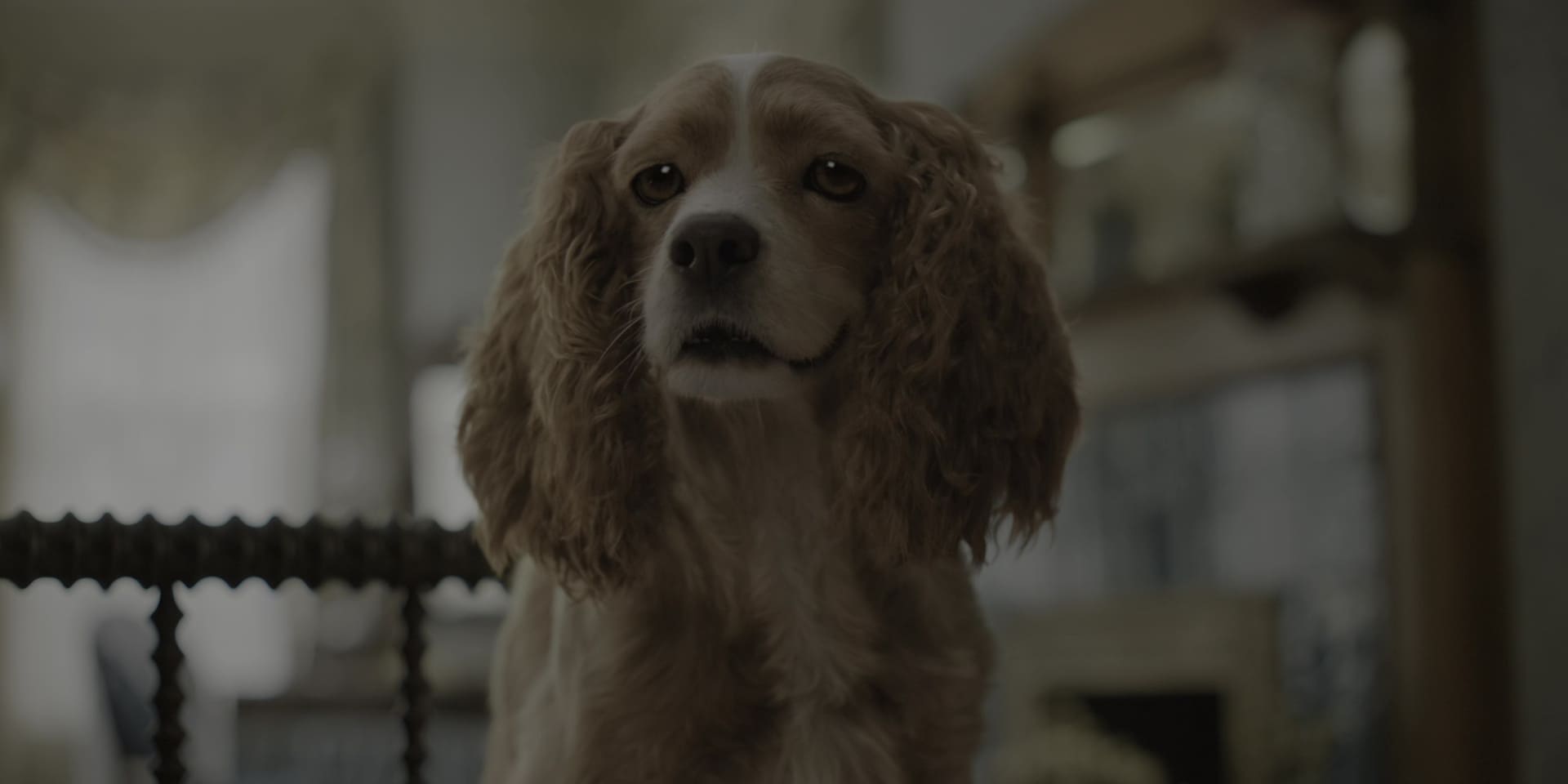 image belle clochard film lady tramp