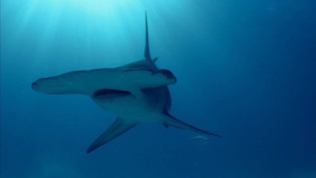 image mega requin marteau Hammerhead