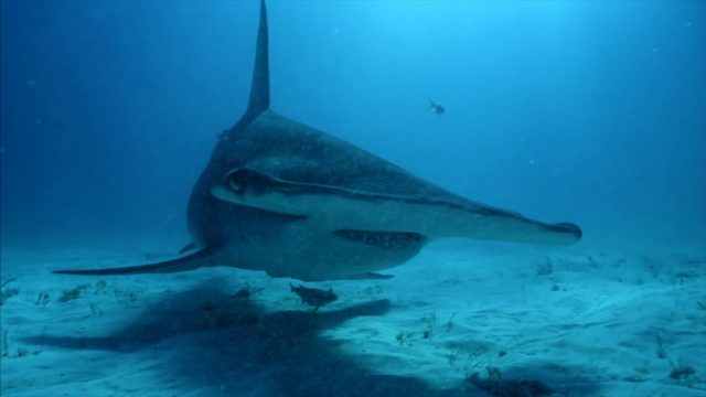 image mega requin marteau Hammerhead