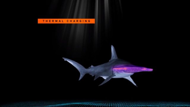 image mega requin marteau Hammerhead