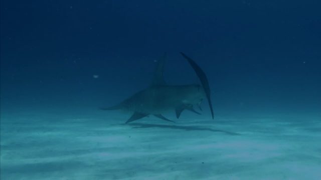 image mega requin marteau Hammerhead