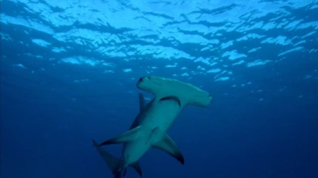 image mega requin marteau Hammerhead