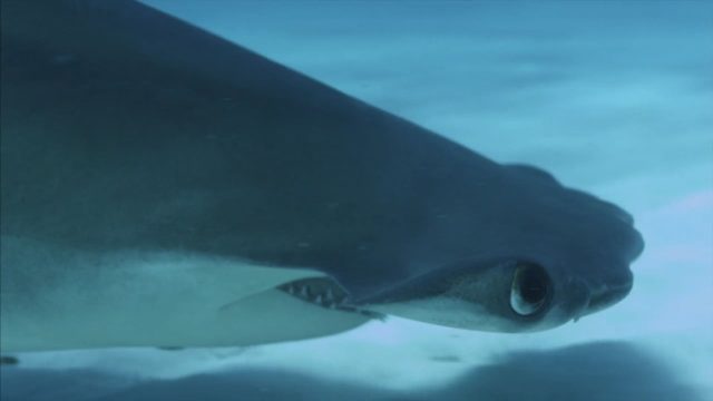 image mega requin marteau Hammerhead