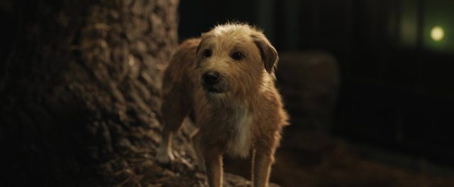 image seul unique ivan one only