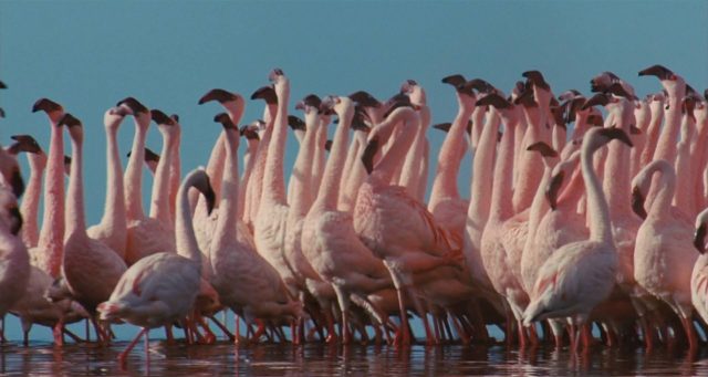 Les ailes pourpres : le mystère des flamants. 2 image ailes pourpres mystere flamants Crimson Wing mystery Flamingos