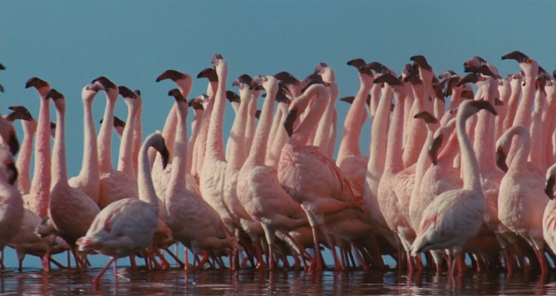 image ailes pourpres mystere flamants Crimson Wing mystery Flamingos