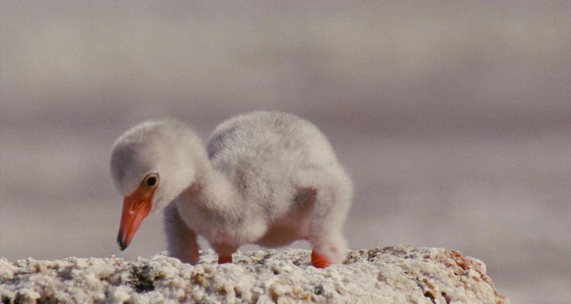 image ailes pourpres mystere flamants Crimson Wing mystery Flamingos