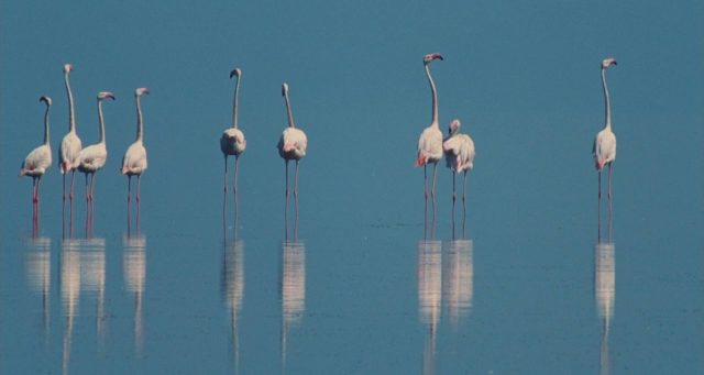 Les ailes pourpres : le mystère des flamants. 15 image ailes pourpres mystere flamants Crimson Wing mystery Flamingos