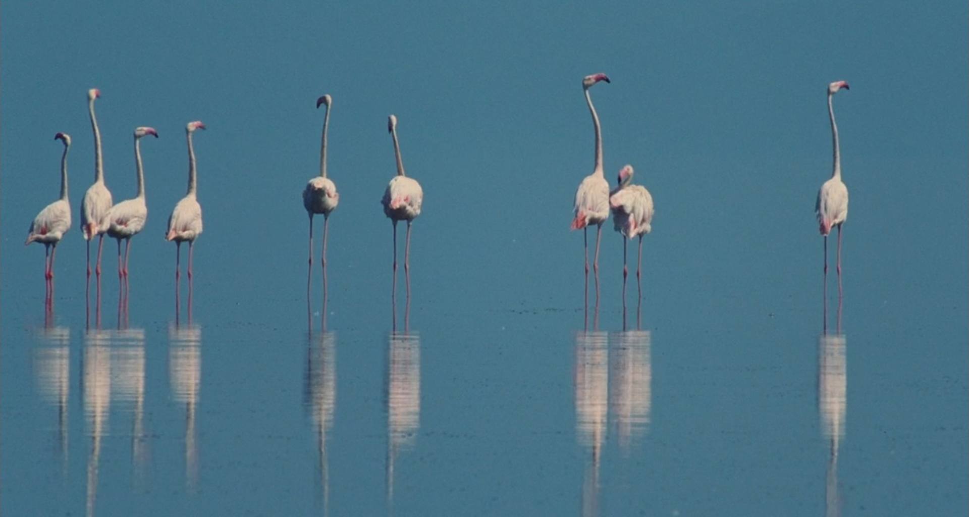 image ailes pourpres mystere flamants Crimson Wing mystery Flamingos