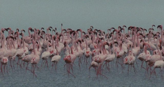 Les ailes pourpres : le mystère des flamants. 17 image ailes pourpres mystere flamants Crimson Wing mystery Flamingos