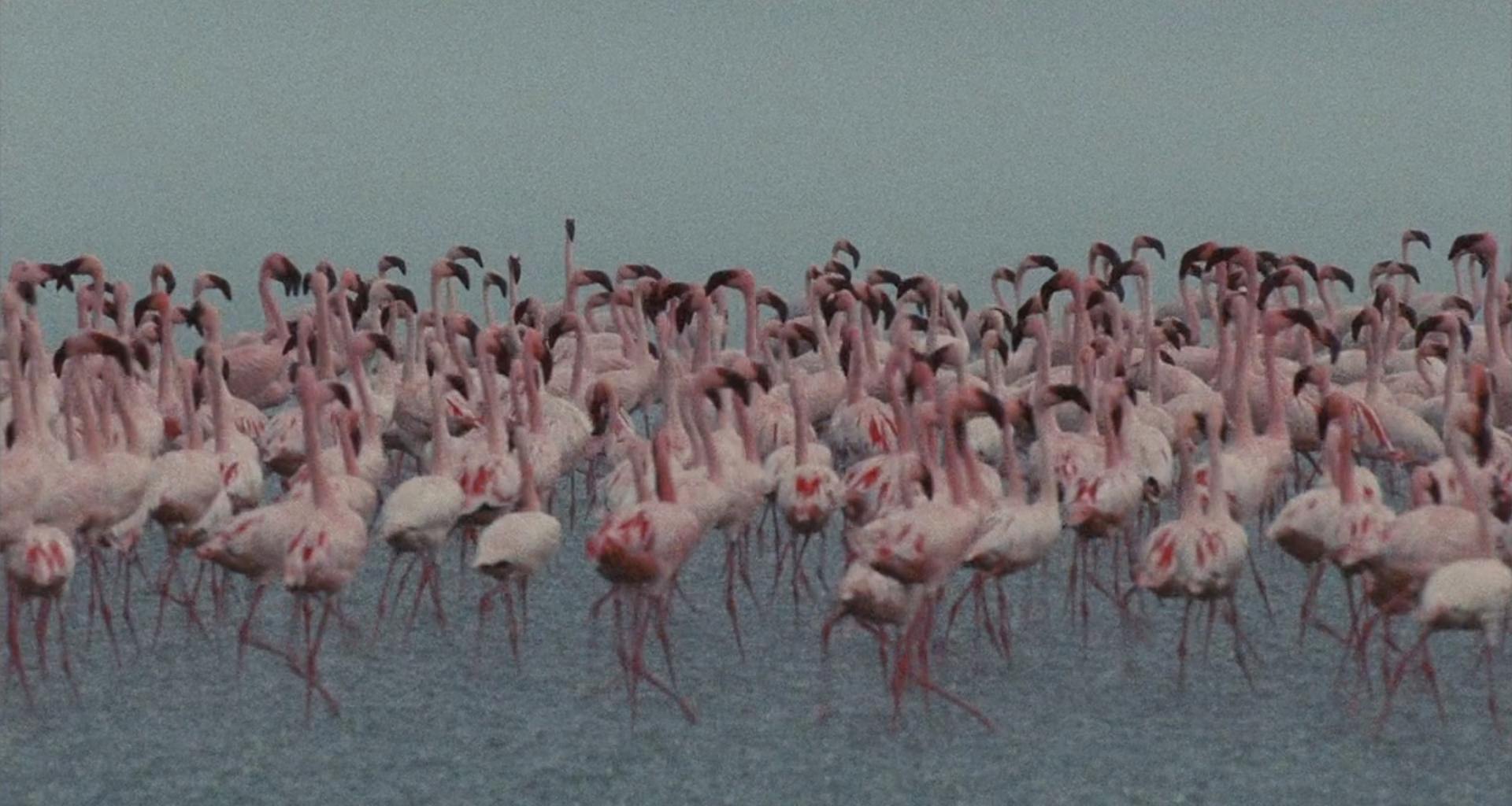 image ailes pourpres mystere flamants Crimson Wing mystery Flamingos