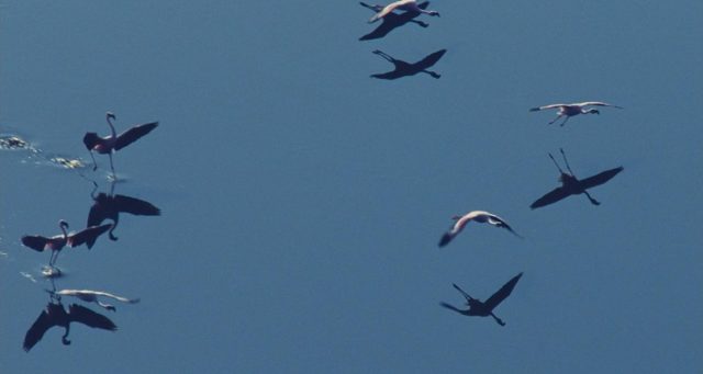 Les ailes pourpres : le mystère des flamants. 18 image ailes pourpres mystere flamants Crimson Wing mystery Flamingos