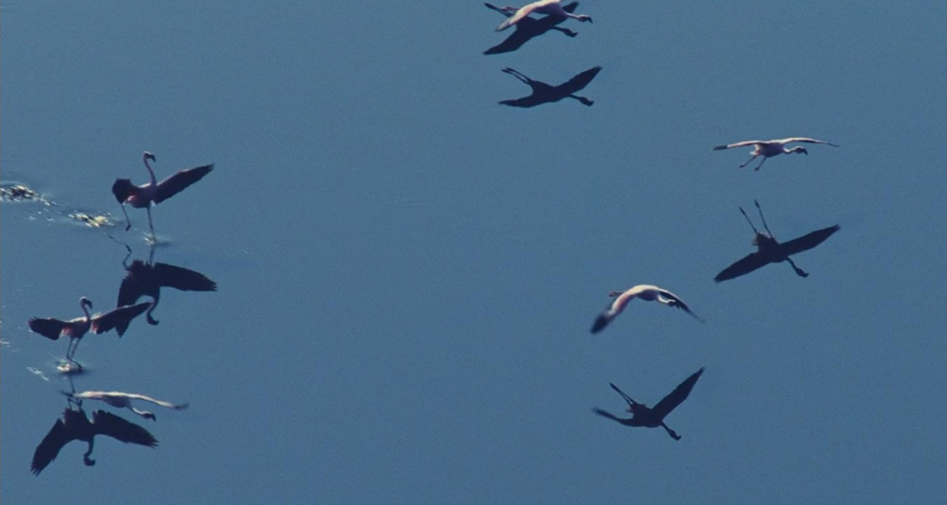 image ailes pourpres mystere flamants Crimson Wing mystery Flamingos