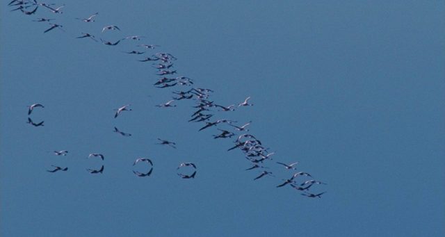 Les ailes pourpres : le mystère des flamants. 19 image ailes pourpres mystere flamants Crimson Wing mystery Flamingos