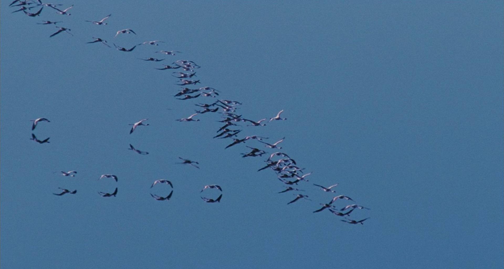 image ailes pourpres mystere flamants Crimson Wing mystery Flamingos