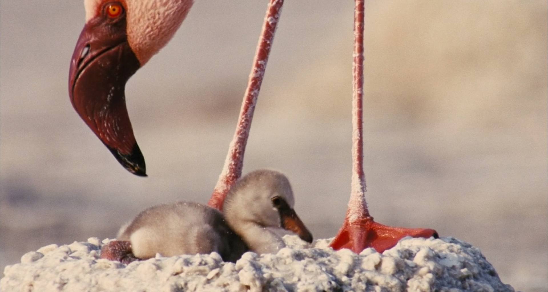 image ailes pourpres mystere flamants Crimson Wing mystery Flamingos