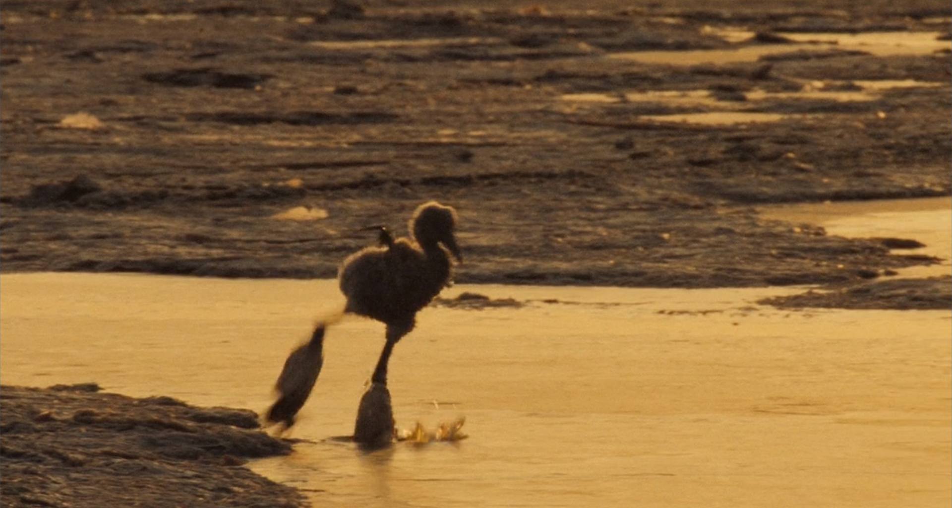 image ailes pourpres mystere flamants Crimson Wing mystery Flamingos