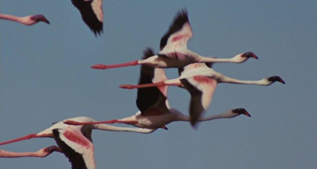 Les ailes pourpres : le mystère des flamants. 22 image ailes pourpres mystere flamants Crimson Wing mystery Flamingos