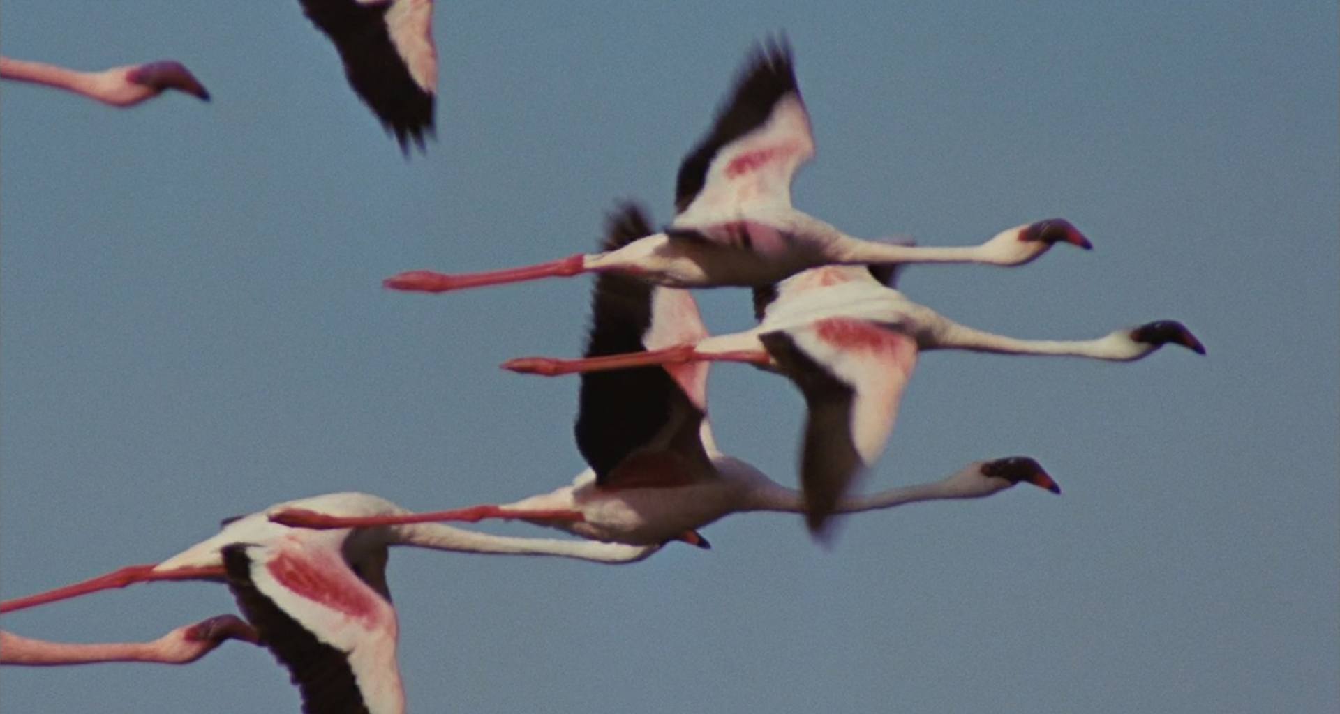image ailes pourpres mystere flamants Crimson Wing mystery Flamingos