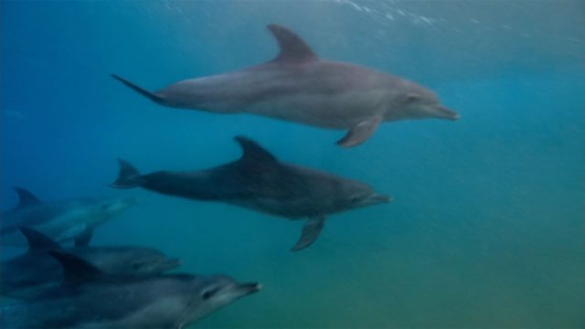 image blue dolphin reef