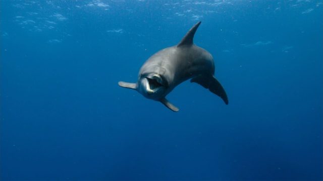 image blue dolphin reef