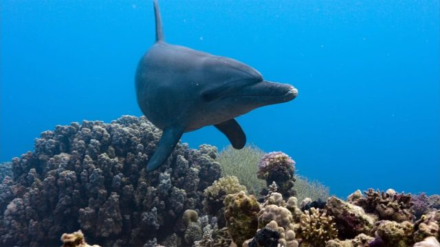 image blue dolphin reef