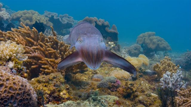 image blue dolphin reef