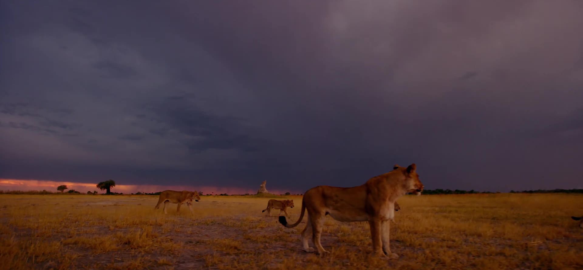 image coeur okavango Into nat geo