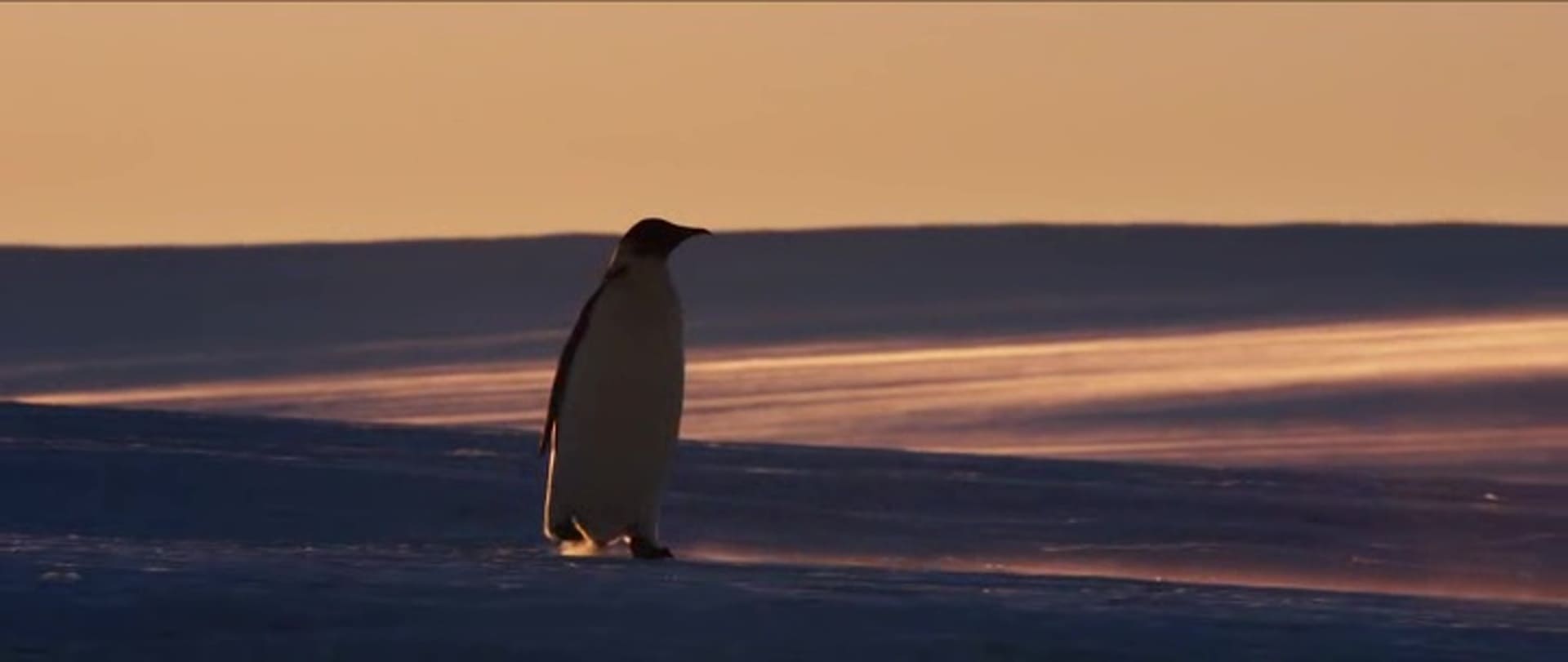 image empereur March of the Penguins 2 Next Step