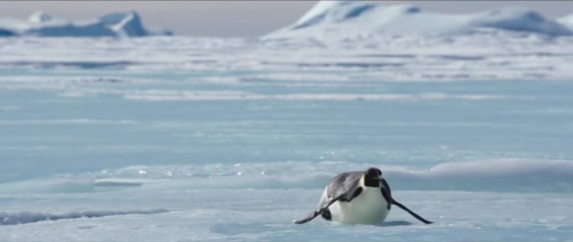 image empereur March of the Penguins 2 Next Step
