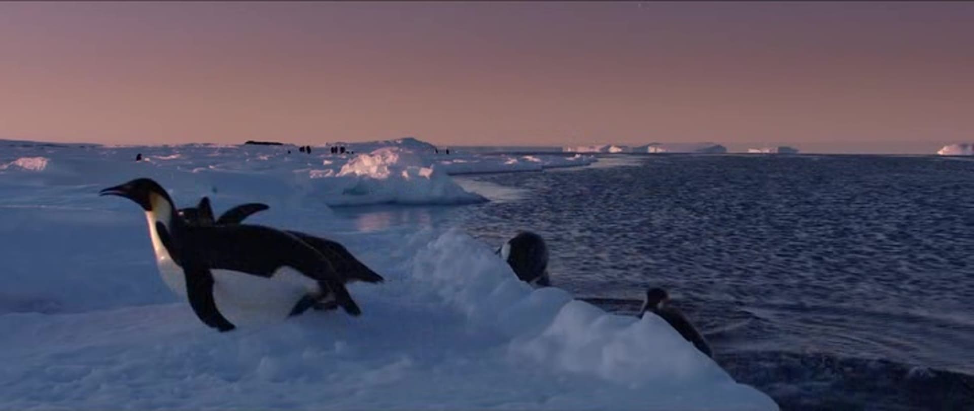 image empereur March of the Penguins 2 Next Step