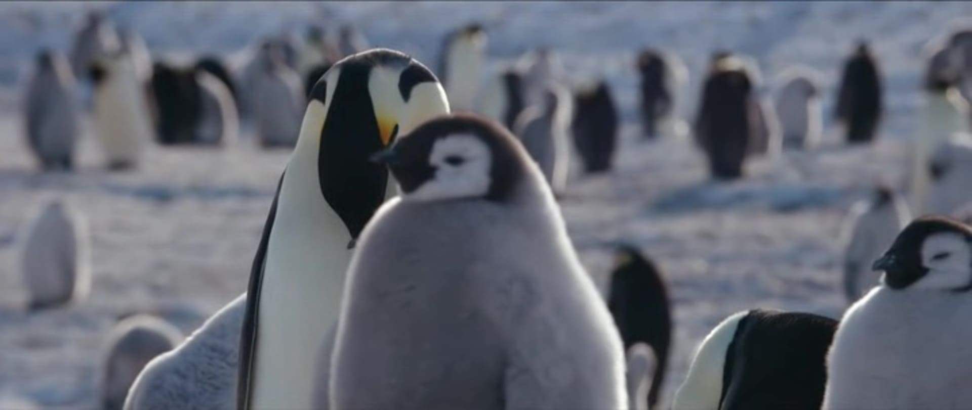 image empereur March of the Penguins 2 Next Step