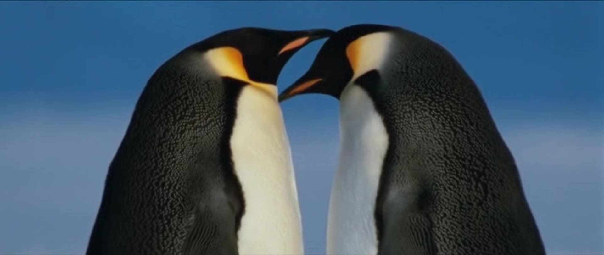 image empereur March of the Penguins 2 Next Step